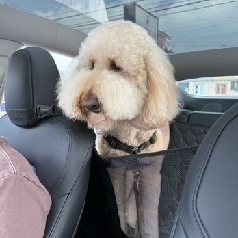 Barkin' Creek - Lamar - Pet Groomers Near Me - Austin, Texas