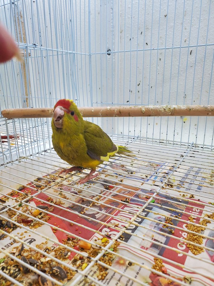 Zuri Palomas Pet Shop Image