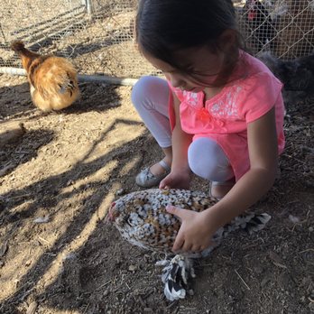 Sugarplum Zoo - Chocolatiers & Shops Near Me - Temecula, California