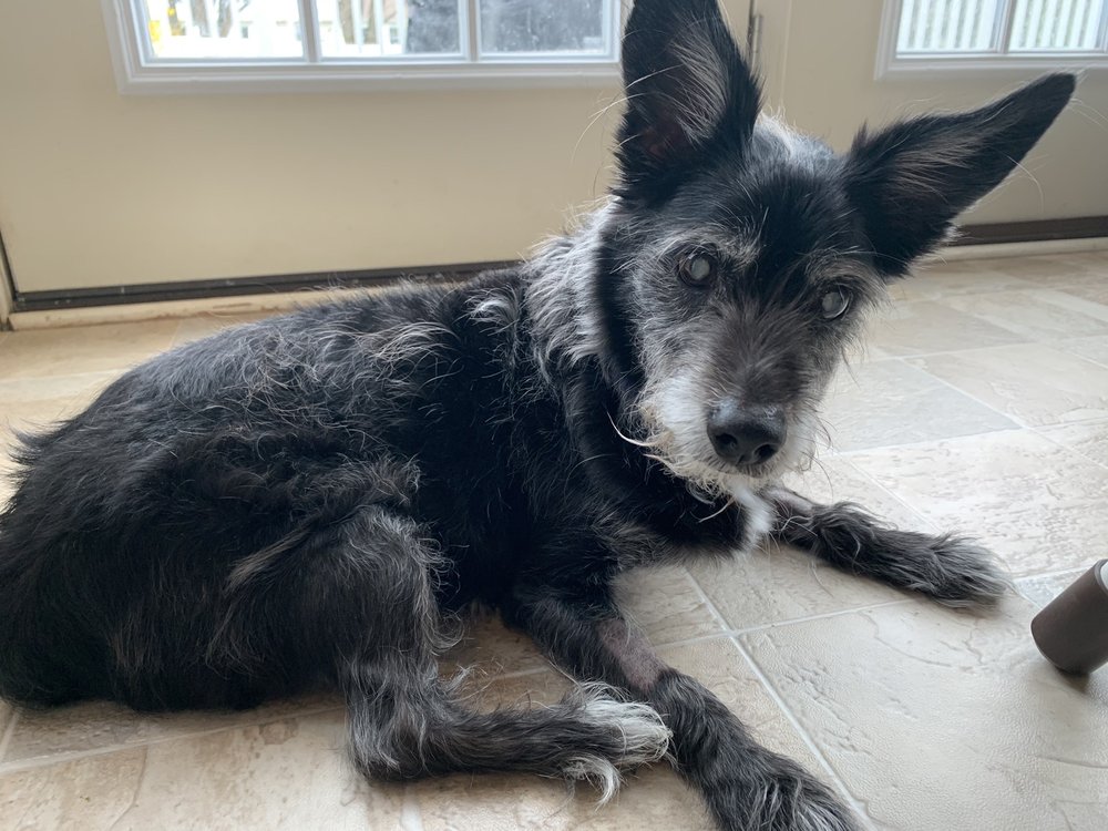 GREEN LANE VETERINARY HOSPITAL Updated April 2024 28 Photos 3015 Main St, Green Lane