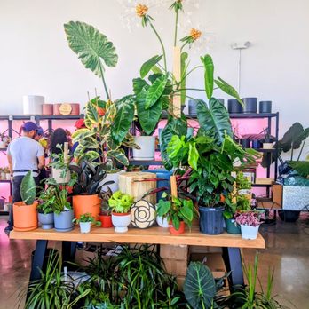 Bloomsgiving - Florists Near Me - Mountain View, California