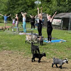 Pygmy Harbor Farm - Goat yoga!