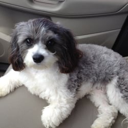 To The Nines Grooming Salon