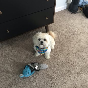 Rub-A-Dub Dog - After her grooming - Pet Groomers Near Me - Chicago, Illinois