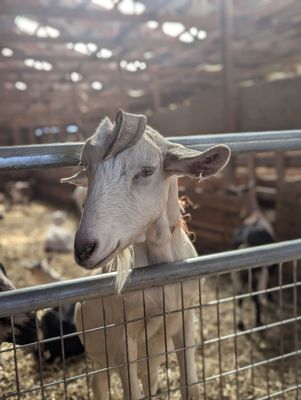 Lively Run Goat Dairy by null