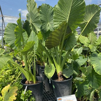 Houston Garden Centers - Nurseries & Gardening Near Me - Webster, Texas Houston Garden Centers - Nurseries & Gardening Near Me - Webster, Texas