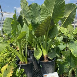 Houston Garden Centers