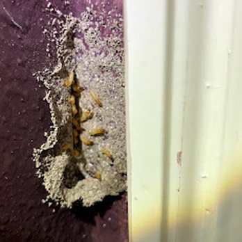 Preferred Pest Management - Pest Control Near Me - Plano, Texas