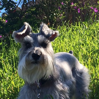 Banfield Pet Hospital - My dog Ruby the gray miniature schnauzer. Banfield in Pinole say that she black - Veterinarians Near Me - Pinole, California Banfield Pet Hospital - My dog Ruby the gray miniature schnauzer. Banfield in Pinole say that she black - Veterinarians Near Me - Pinole, California
