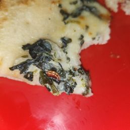 Bug on pizza Bug on pizza
