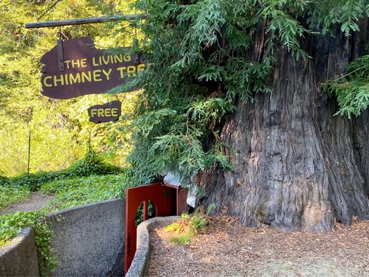Chimney Tree Grill by null