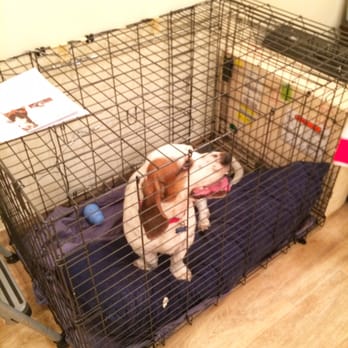 Petco - Before the cage met its untimely demise - Pet Training Near Me - Santa Monica, California