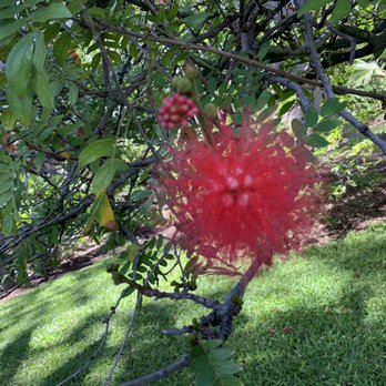 Foster Botanical Garden - Tree blossom - Botanical Gardens Near Me - Honolulu, Hawaii Foster Botanical Garden - Tree blossom - Botanical Gardens Near Me - Honolulu, Hawaii