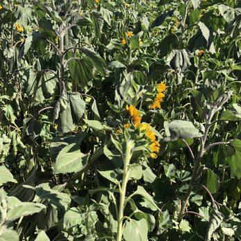 Frosty's Forest Pumpkin Patch - Sunflower garden - Attraction Farms Near Me - Chino, California Frosty's Forest Pumpkin Patch - Sunflower garden - Attraction Farms Near Me - Chino, California