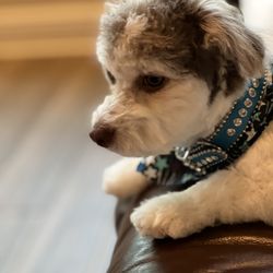 Woof Gang Bakery & Grooming - Wesley Chapel