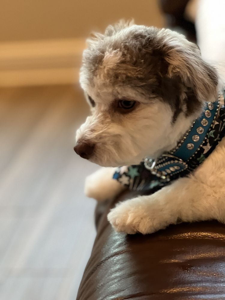 Woof Gang Bakery & Grooming - Wesley Chapel Image