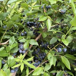 Sweet Season Farm - Blueberry plant