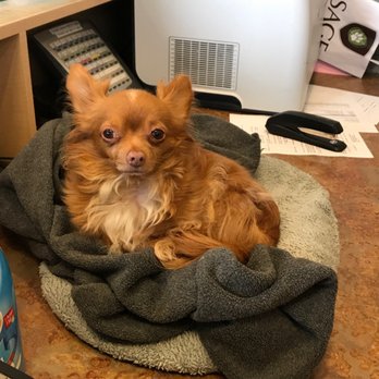 SAGE Veterinary Centers - Dublin - Diggy, Sage's resident dog - Veterinarians Near Me - Dublin, California SAGE Veterinary Centers - Dublin - Diggy, Sage's resident dog - Veterinarians Near Me - Dublin, California