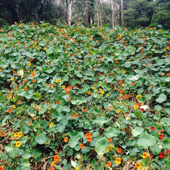 Mount Sutro - Flowers in bloom - Parks Near Me - San Francisco, California