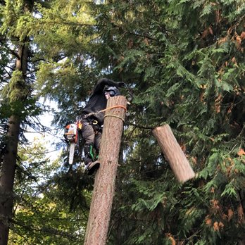 North Valley Tree Care - a man on a tree - Tree Services Near Me North Valley Tree Care - a man on a tree - Tree Services Near Me