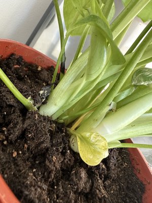 The Mellow Mission by null