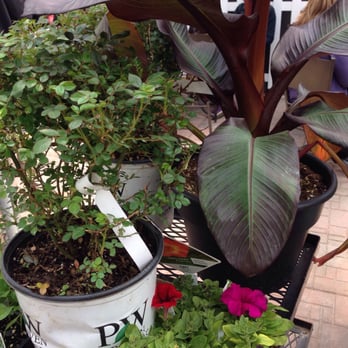 Heeman's - Rose bushes, banana plant, and petunias! - Nurseries & Gardening Near Me - Thorndale, Ontario Heeman's - Rose bushes, banana plant, and petunias! - Nurseries & Gardening Near Me - Thorndale, Ontario