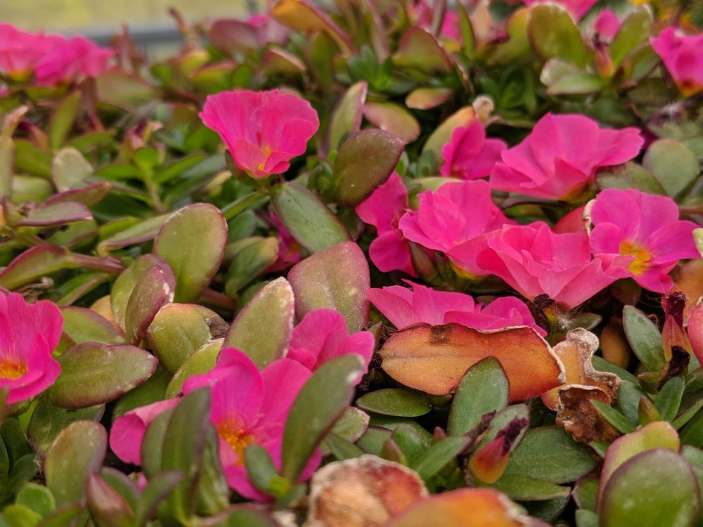 KURTZHALS’ FARMS 49 Photos & 14 Reviews Fruits & Veggies 27098