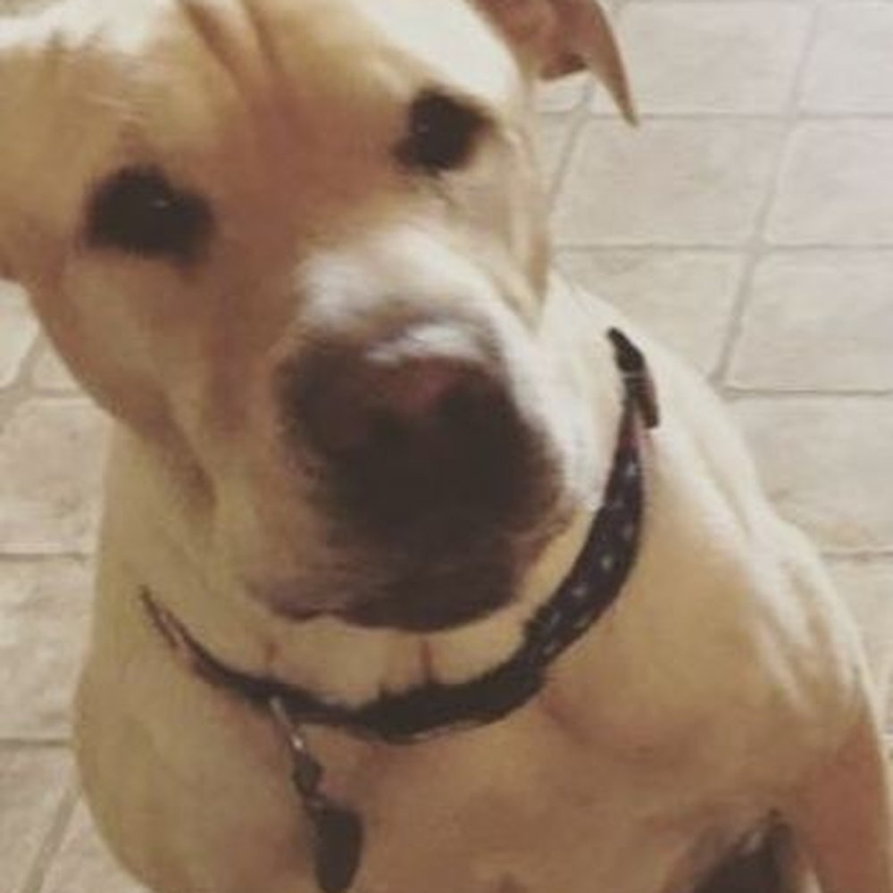 Taylor Veterinary Emergency - Reagan - Veterinarians Near Me - Turlock, California Taylor Veterinary Emergency - Reagan - Veterinarians Near Me - Turlock, California