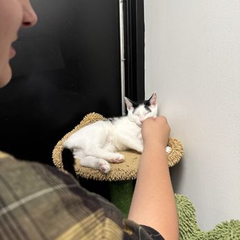 Catfeine - Kitten Seer - Pet Adoption Near Me - Murfreesboro, Tennessee