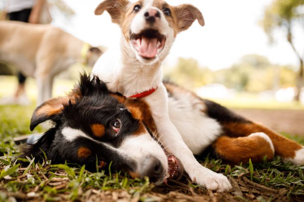 I Love Dogs Doggy Day Care - pet boarding facility in Rio Rancho, NM