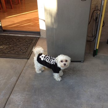 Petra Pet Clinic - Shirt on after drainage tubes were removed today. Staples out next week- - Veterinarians Near Me - La Mirada, California Petra Pet Clinic - Shirt on after drainage tubes were removed today. Staples out next week- - Veterinarians Near Me - La Mirada, California