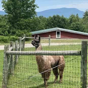 Mountain View Grand Resort - Llama - Day Spas Near Me - Whitefield, New Hampshire Mountain View Grand Resort - Llama - Day Spas Near Me - Whitefield, New Hampshire