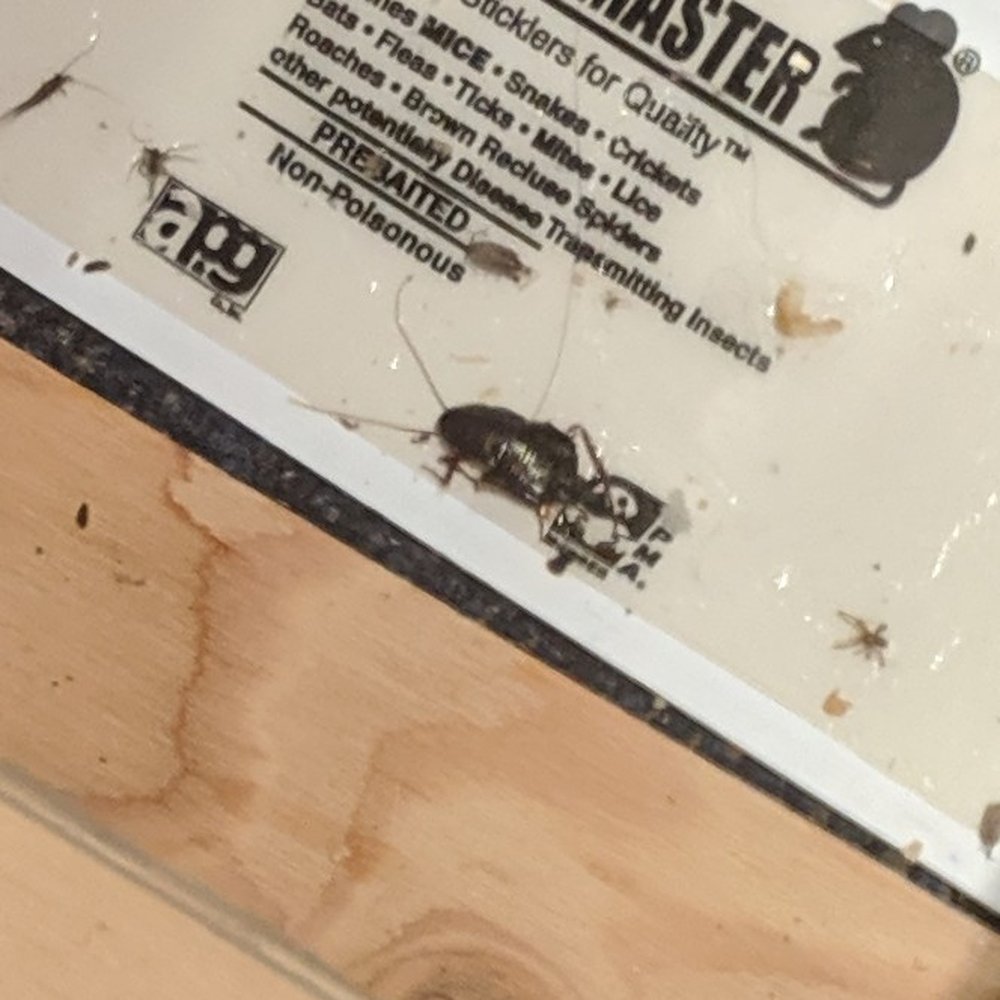 Red Lobster - Seat removed from bench exposing trapped roaches to customers.  Keeping it classy. - Seafood Near Me - Springfield, Pennsylvania