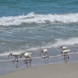 Juan Ponce de Leon Landing