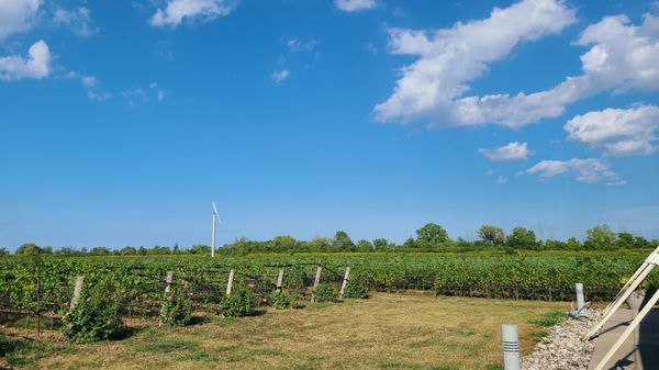 Southbrook Organic Vineyards by null