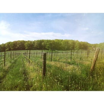 Millbrook Vineyards - vineyard - Wine Tasting Room Near Me - Millbrook, New York