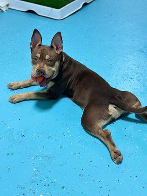 City Bark Miami by null