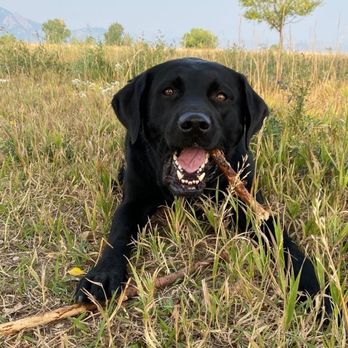 Off Road Paws - Mo loves his hikes with ORP! - Dog Walkers Near Me Off Road Paws - Mo loves his hikes with ORP! - Dog Walkers Near Me
