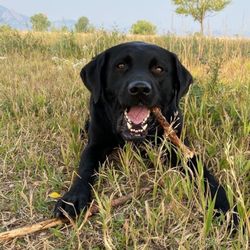 Off Road Paws - Mo loves his hikes with ORP!