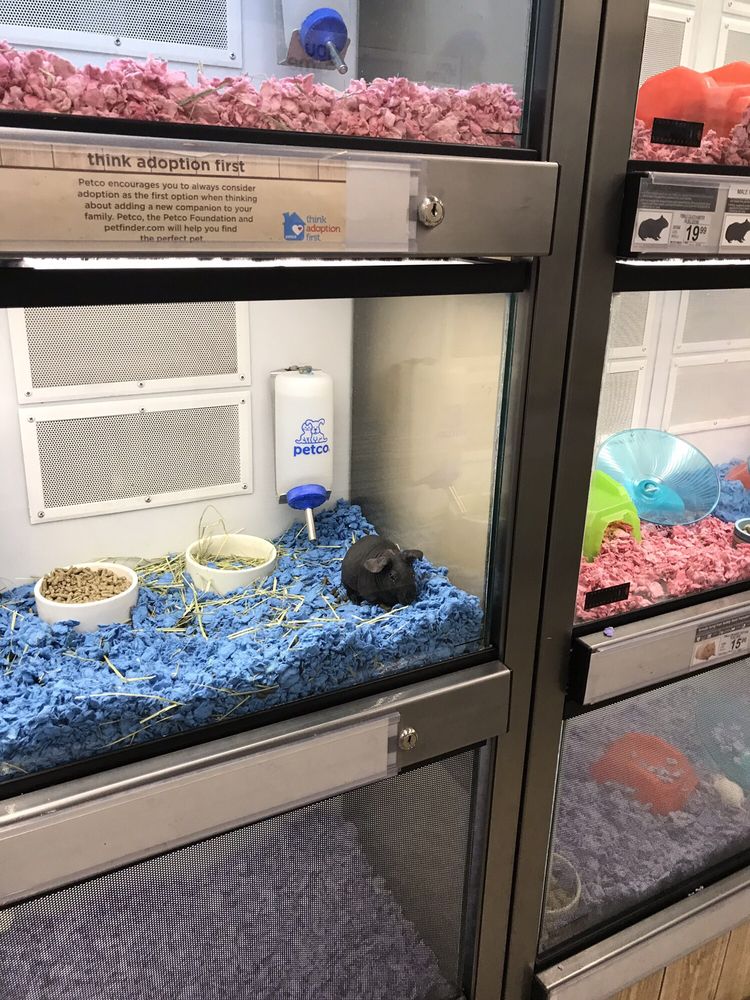 Petco 87 Photos 73 Reviews Pet Stores 5610 Folsom Blvd