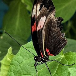 Inside Butterfly Room at Foellinger-Freimann Botanical Conservatory