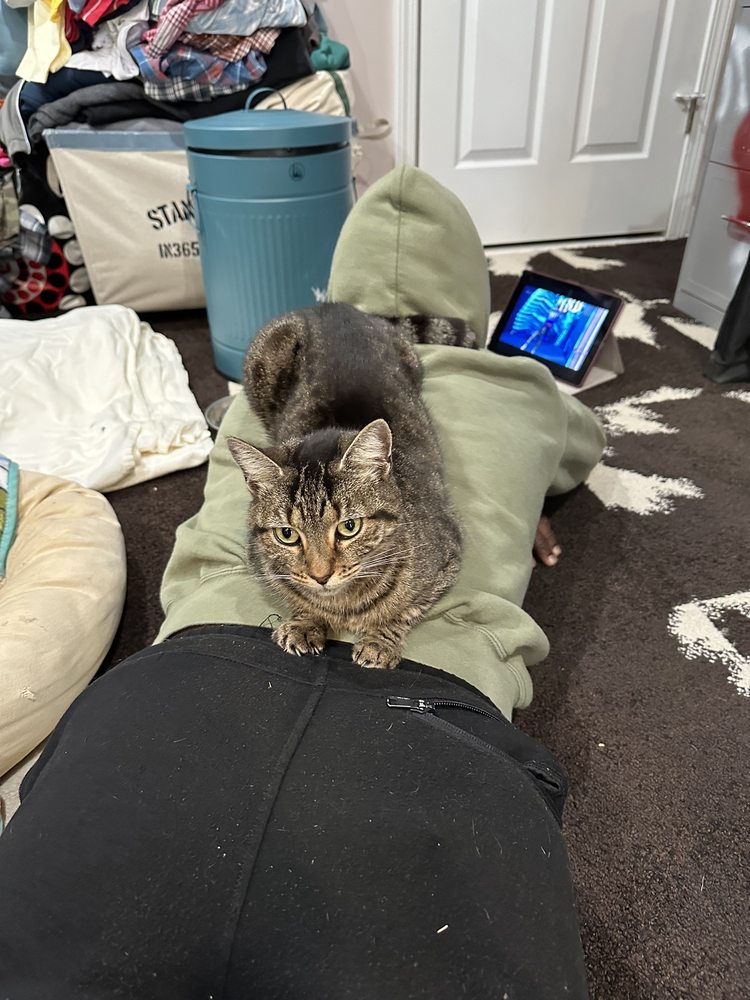 POWDER SPRINGS ANIMAL CLINIC Updated September 2024 14 Reviews