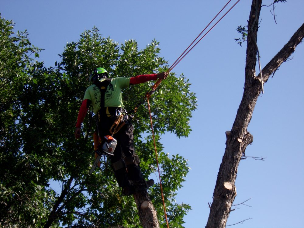 Miller Tree MILLER’S TREE SERVICE - Updated May 2026 - Morrison, Colorado - Tree ...