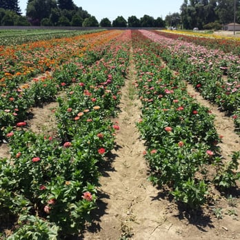 Larry's Produce - More flowers :) - Fruits & Veggies Near Me - Fairfield, California Larry's Produce - More flowers :) - Fruits & Veggies Near Me - Fairfield, California