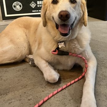 Buffalo Olde Brewery - My dog Liberty Belle at Briar Brothers Brewing - Breweries Near Me - Buffalo, New York
