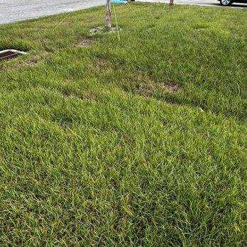 TruGreen Lawn Care - Dead spots from employee using defective equipment - Tree Services Near Me - Sarasota, Florida TruGreen Lawn Care - Dead spots from employee using defective equipment - Tree Services Near Me - Sarasota, Florida