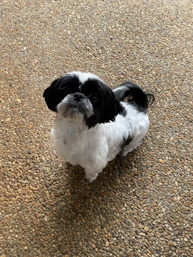 Dramatic Paws Pet Spa & Boutique