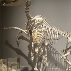 Illinois State Museum - Horse and human skeleton