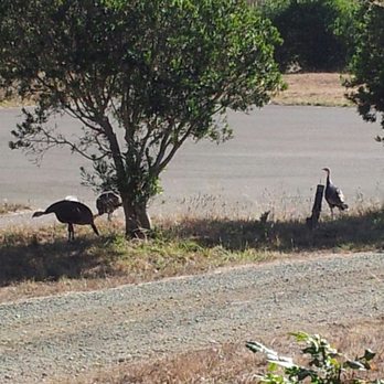 Sea Ranch - Wild turkeys. - Real Estate Agents Near Me - Gualala, California
