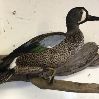 Eichbergerwerks - Taxidermy Near Me - Lakeside, California Eichbergerwerks - Taxidermy Near Me - Lakeside, California